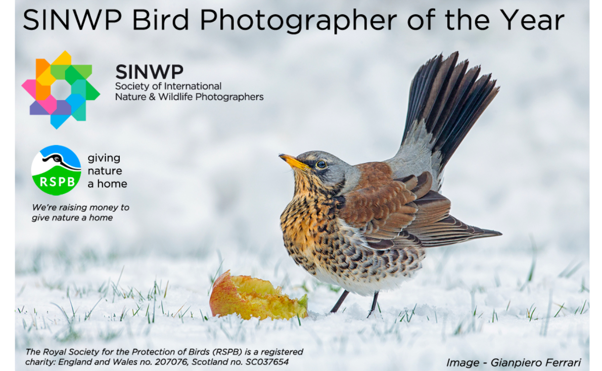 2024 SINWP Bird Photographer of the Year 2024 SINWP 年度鳥類攝影師 獎金獵人