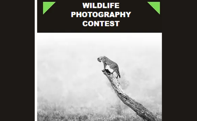 2024 The Artist Gallery Awards：Wildlife Photography Contest 2024 藝術家畫廊獎 ...